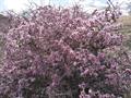 Prunus elaeagnifolia
